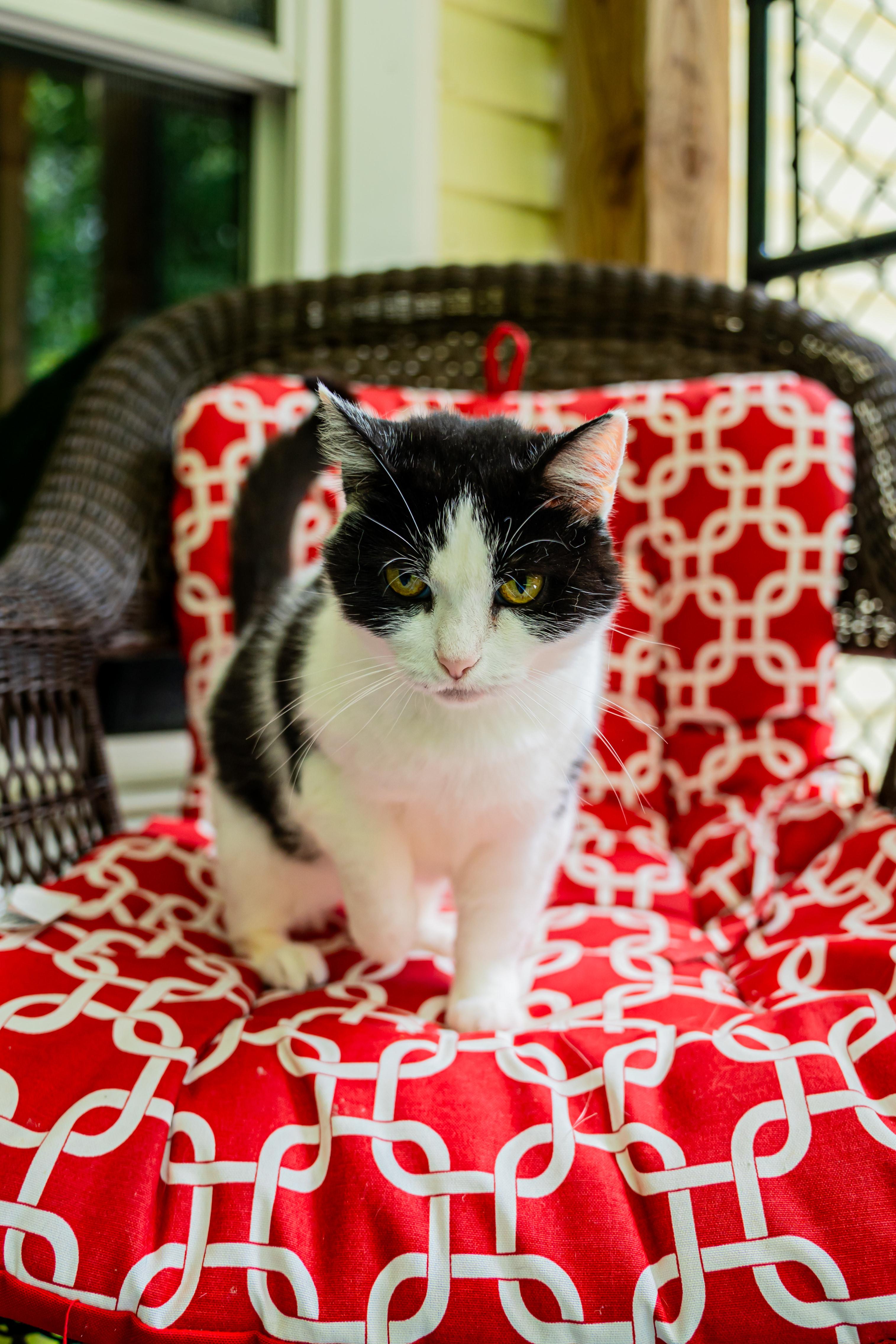 Lady Bug, a ADOPTABLE Domestic Short Hair in Dellslow, WV image 5/6