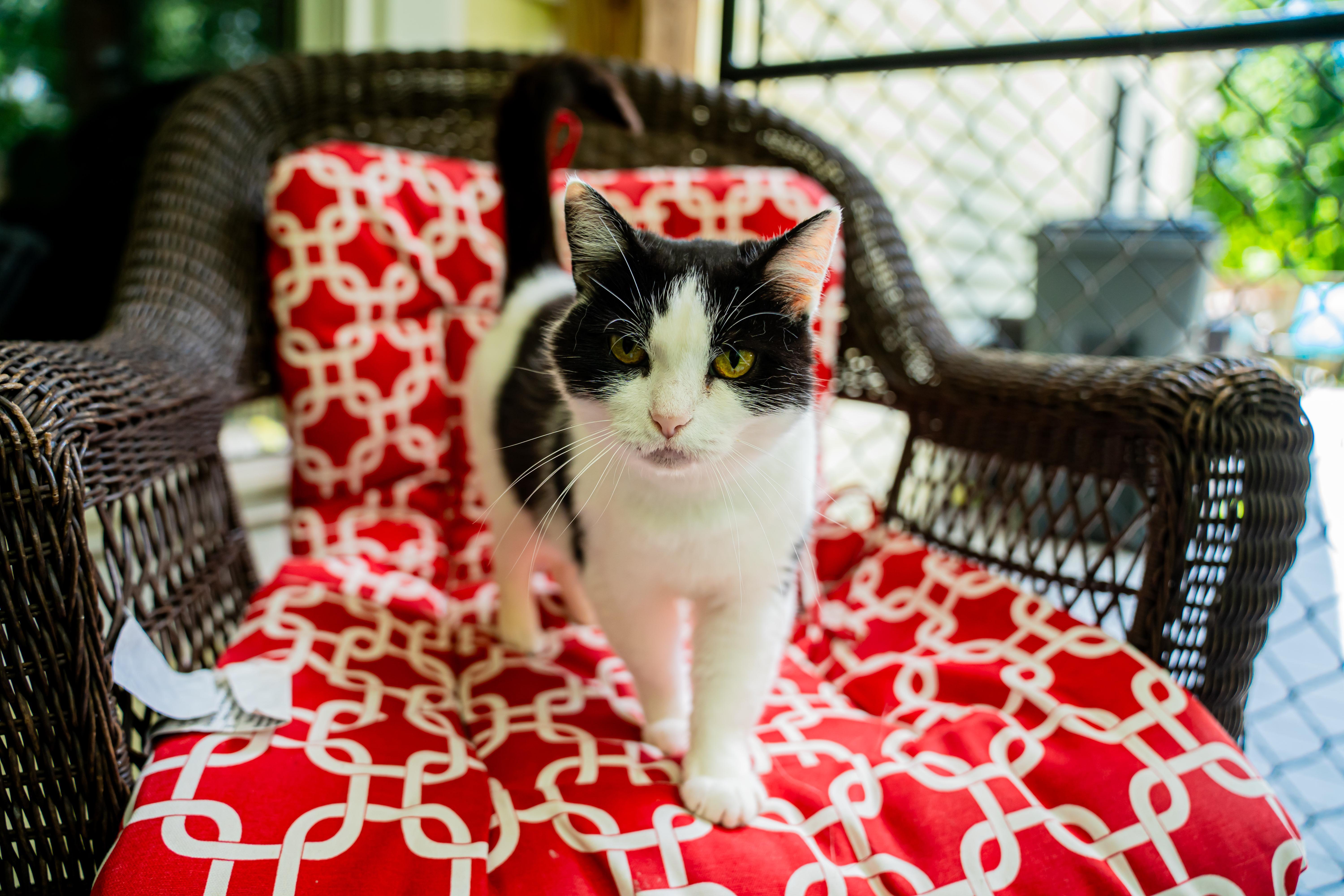 Lady Bug, a ADOPTABLE Domestic Short Hair in Dellslow, WV image 4/6