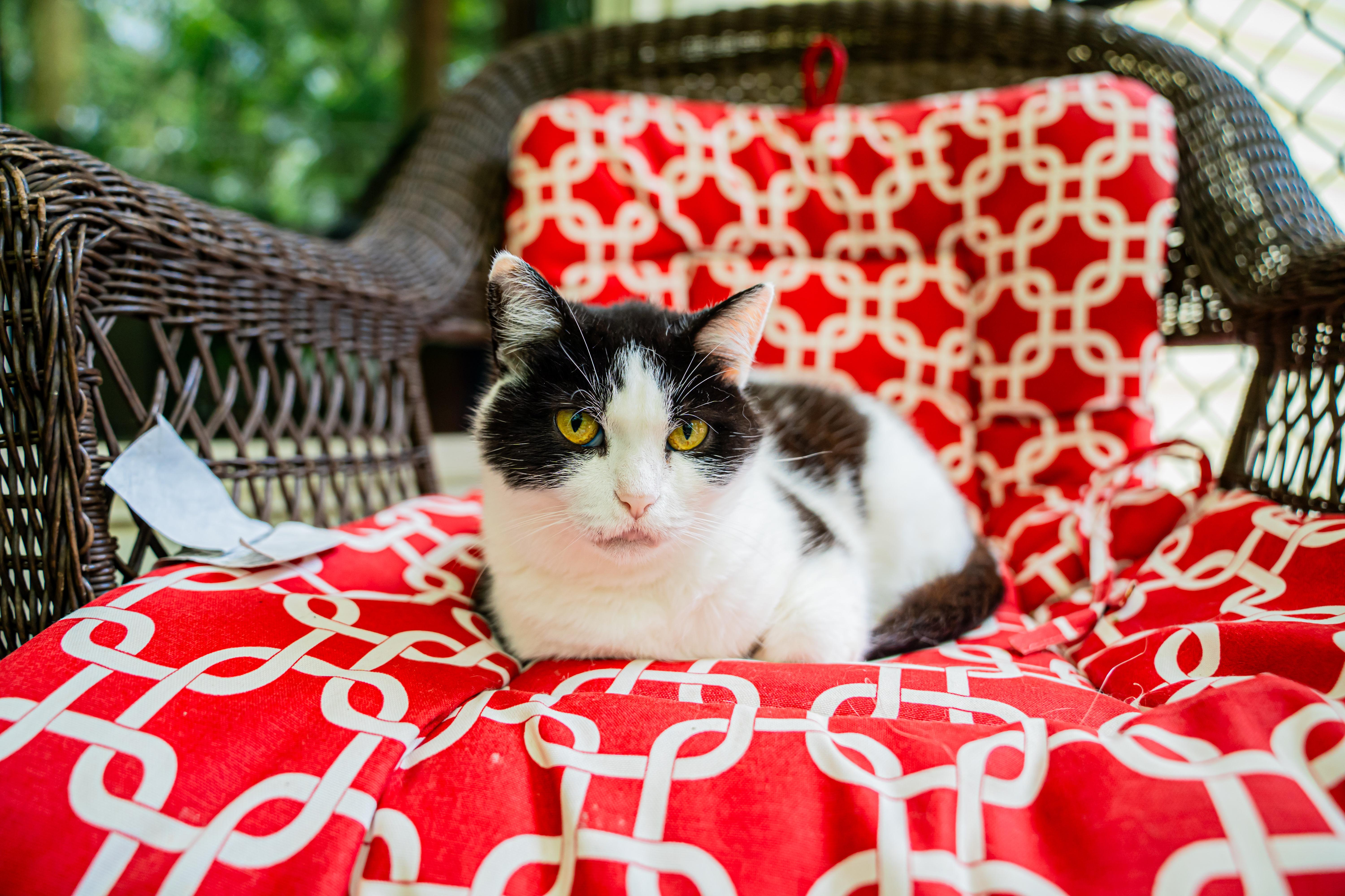 Lady Bug, a ADOPTABLE Domestic Short Hair in Dellslow, WV image 2/6
