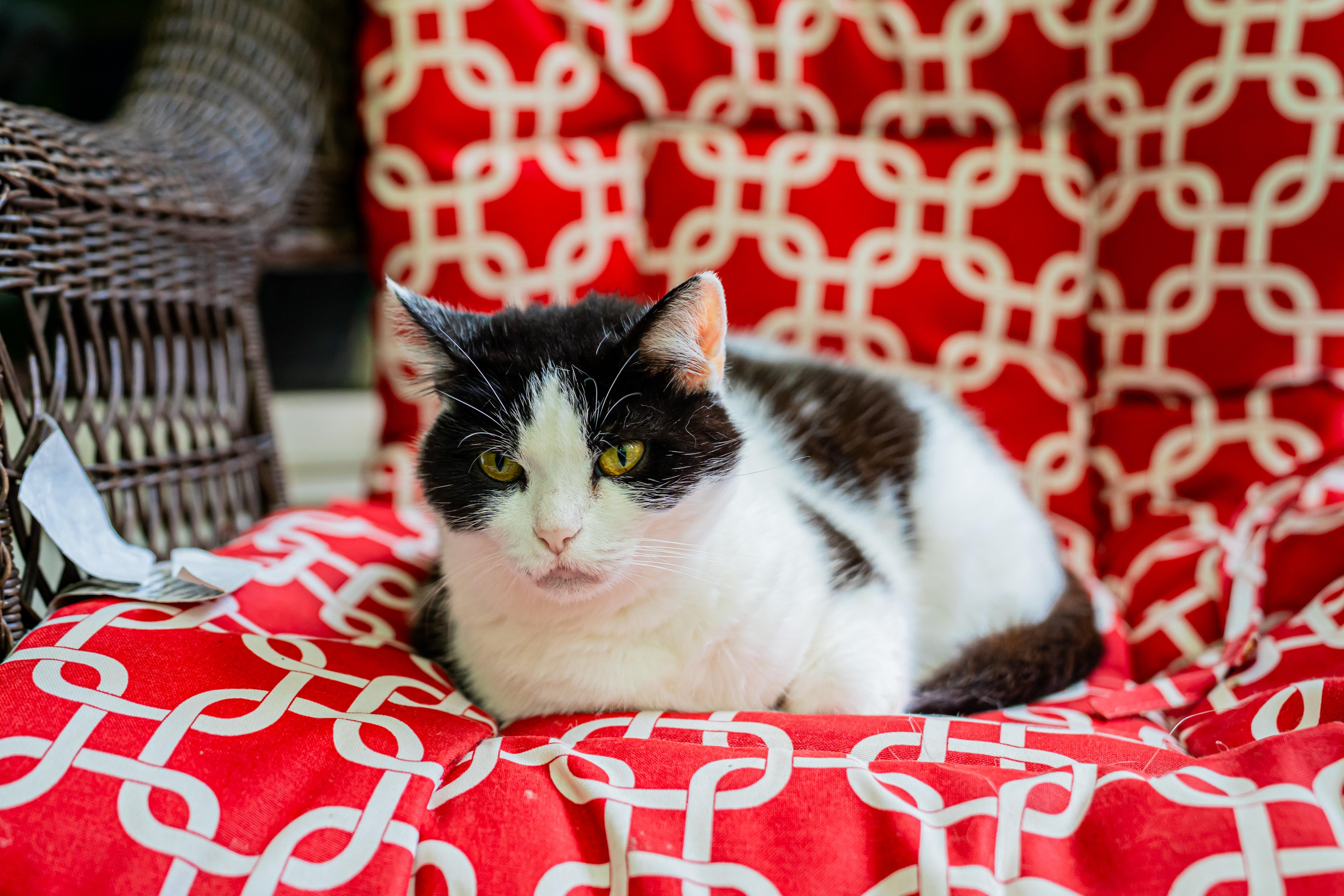 Lady Bug, a ADOPTABLE Domestic Short Hair in Dellslow, WV image 3/6