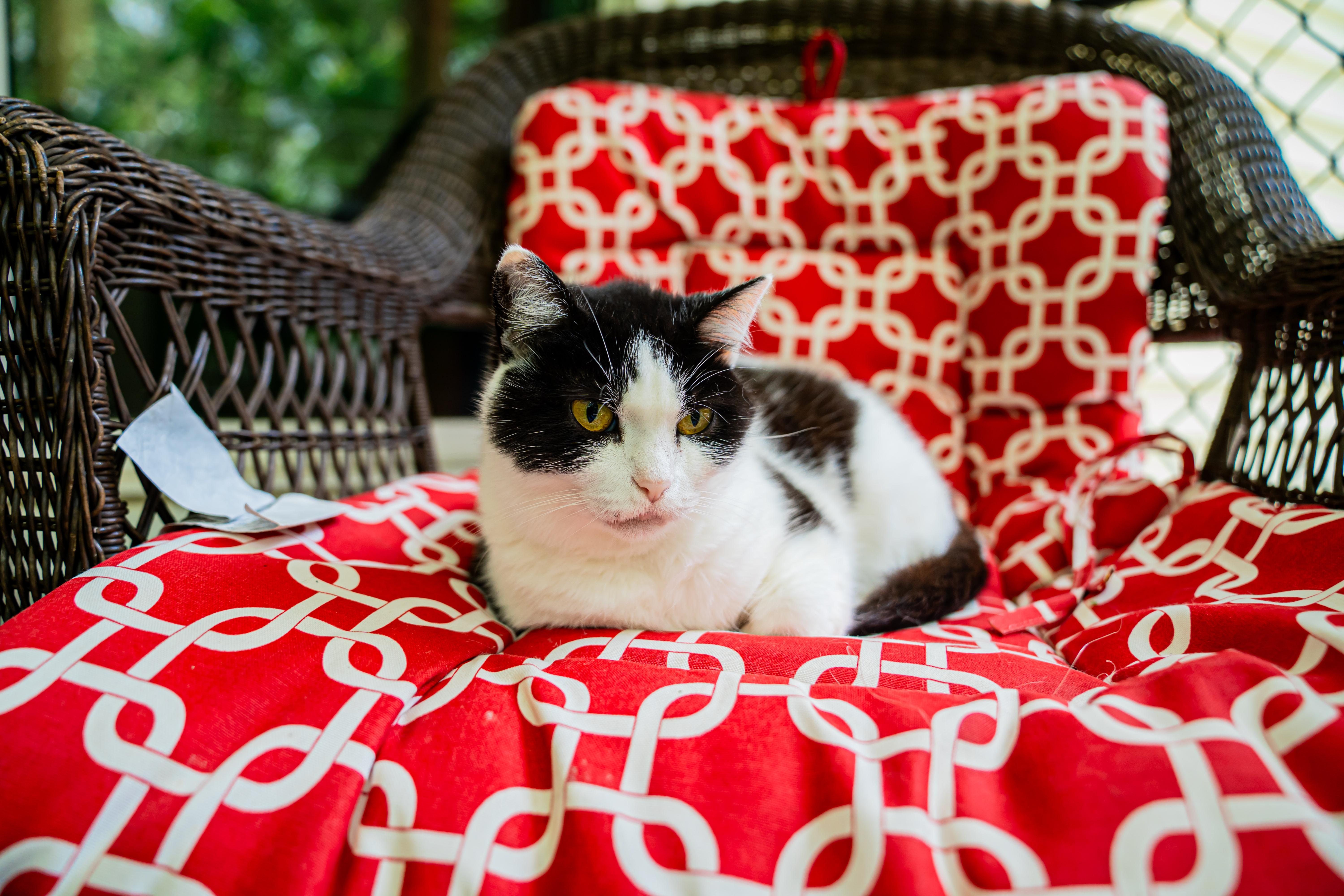 Lady Bug, ADOPTABLE, Adult Female Domestic Short Hair.