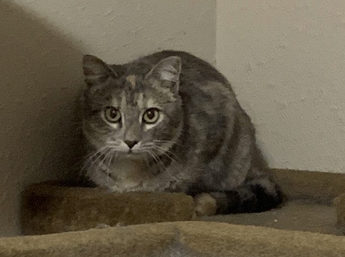 Grace, Adopted, Adult Female American Shorthair.