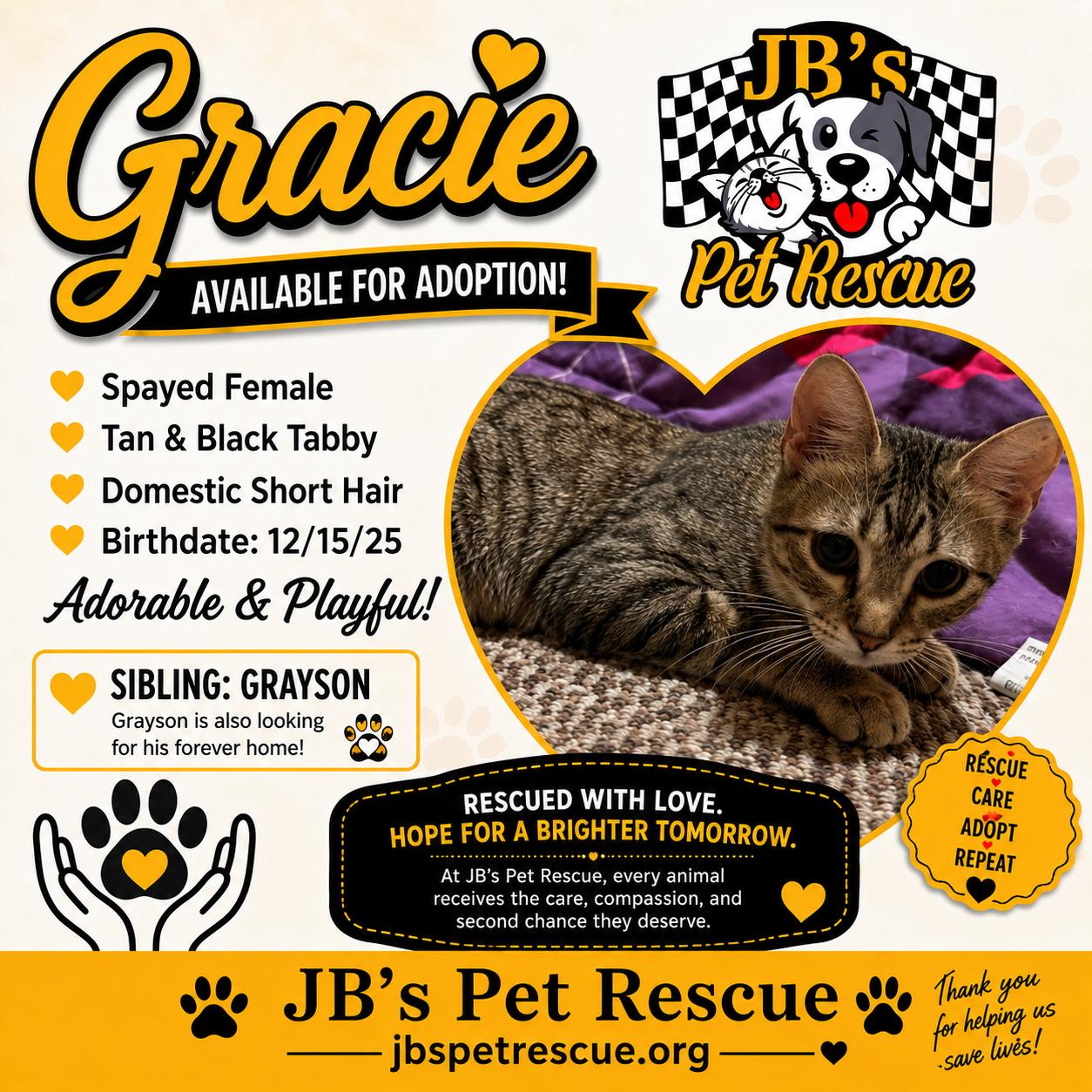 Gracie, Adoptable, Young Female Domestic Short Hair & Tabby.