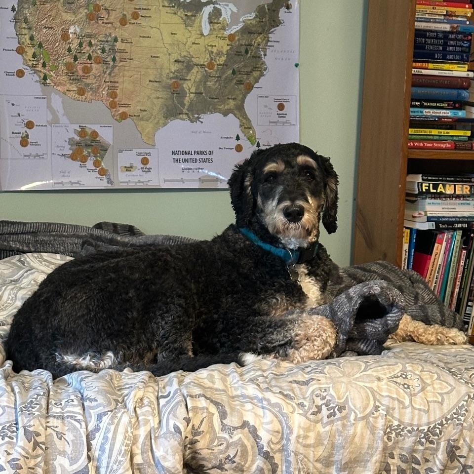 Enlarge Bernie-Courtesy Posting, a Adoptable mixed breed in Sudbury, MA image 1/6
