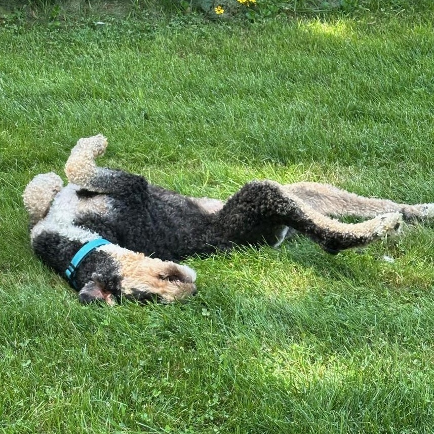 Enlarge Bernie-Courtesy Posting, a Adoptable mixed breed in Sudbury, MA image 2/6
