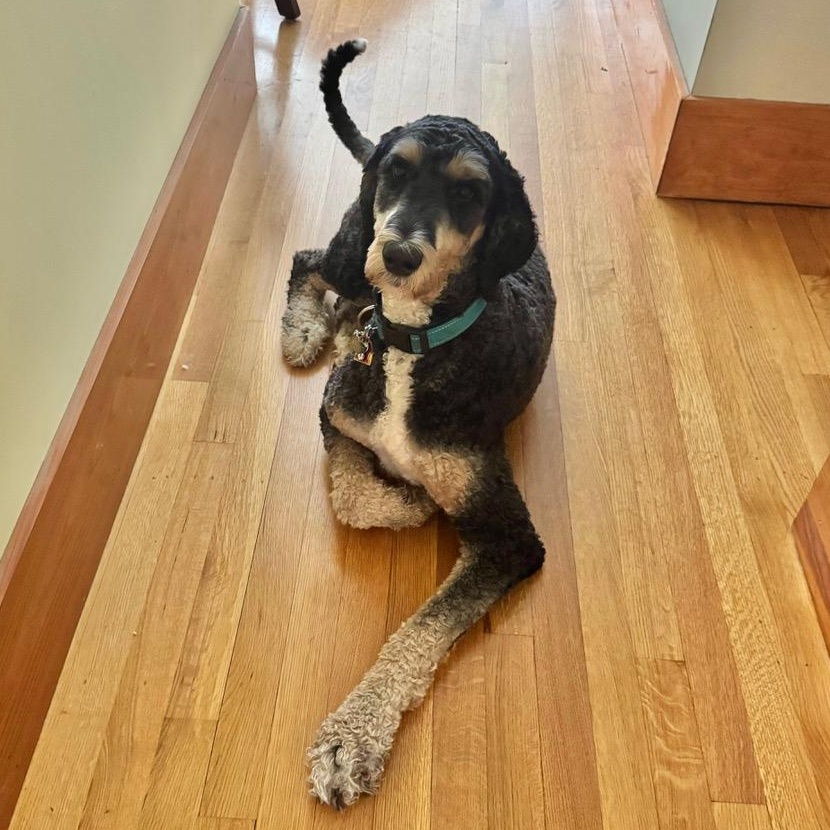 Enlarge Bernie-Courtesy Posting, a Adoptable mixed breed in Sudbury, MA image 5/6