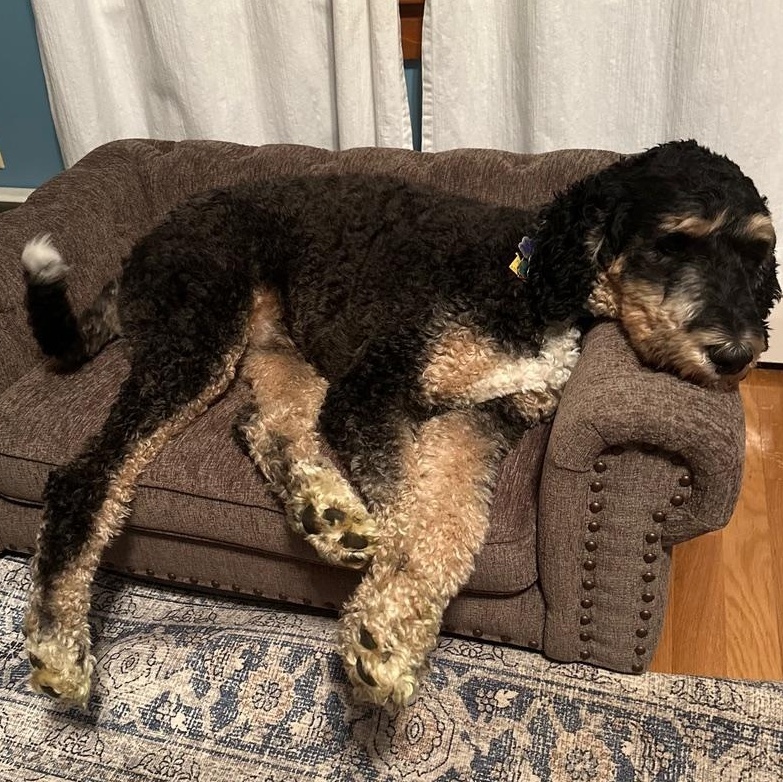 Enlarge Bernie-Courtesy Posting, a Adoptable mixed breed in Sudbury, MA image 6/6