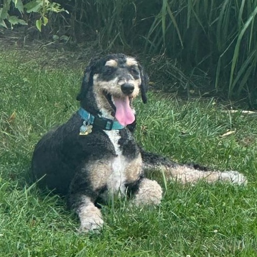Enlarge Bernie-Courtesy Posting, a Adoptable mixed breed in Sudbury, MA image 4/6