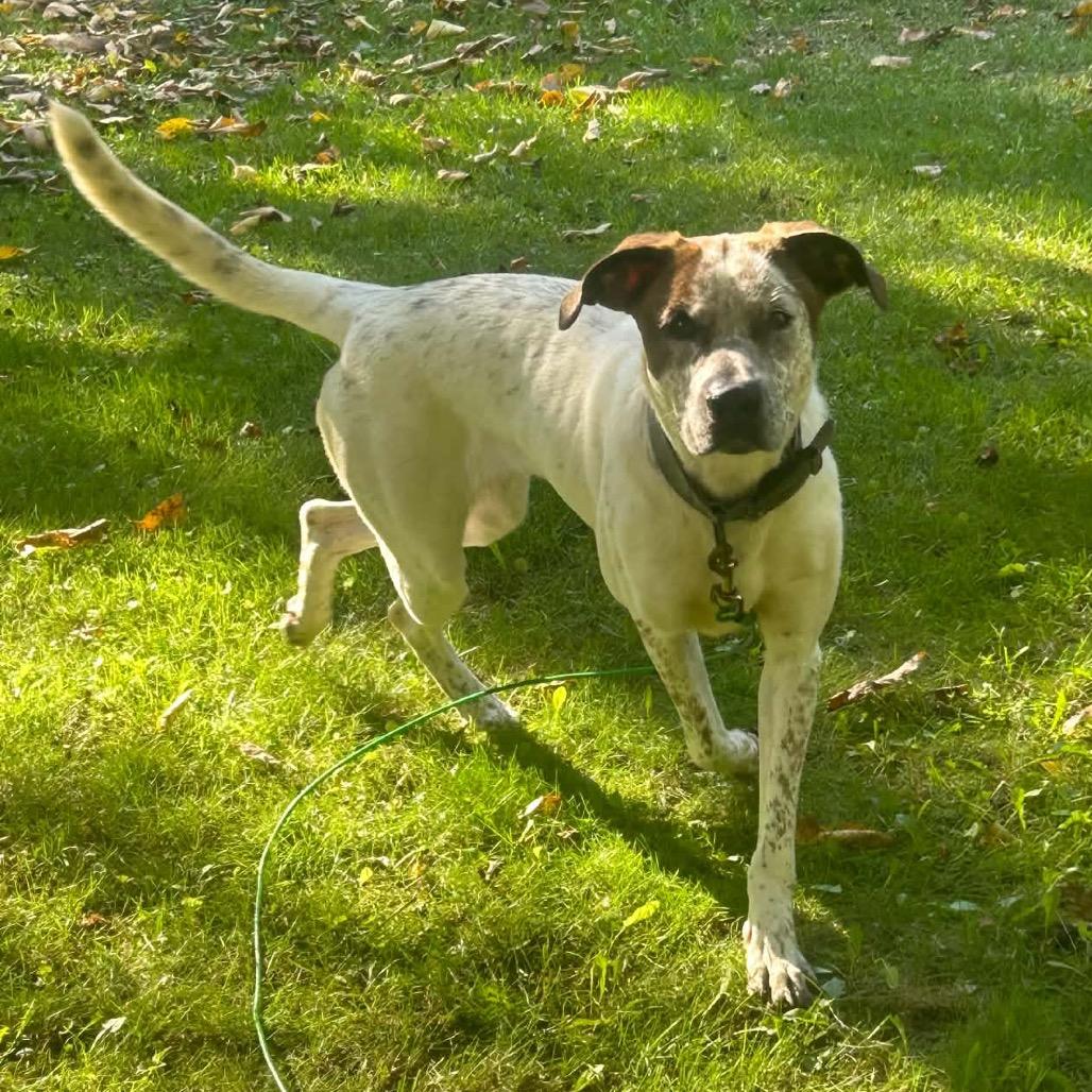Sky, Adoptable, Adult Female Cattle Dog.