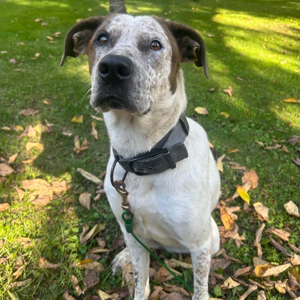 Enlarge Sky, a Adoptable Cattle Dog in Brainerd, MN image 2/6