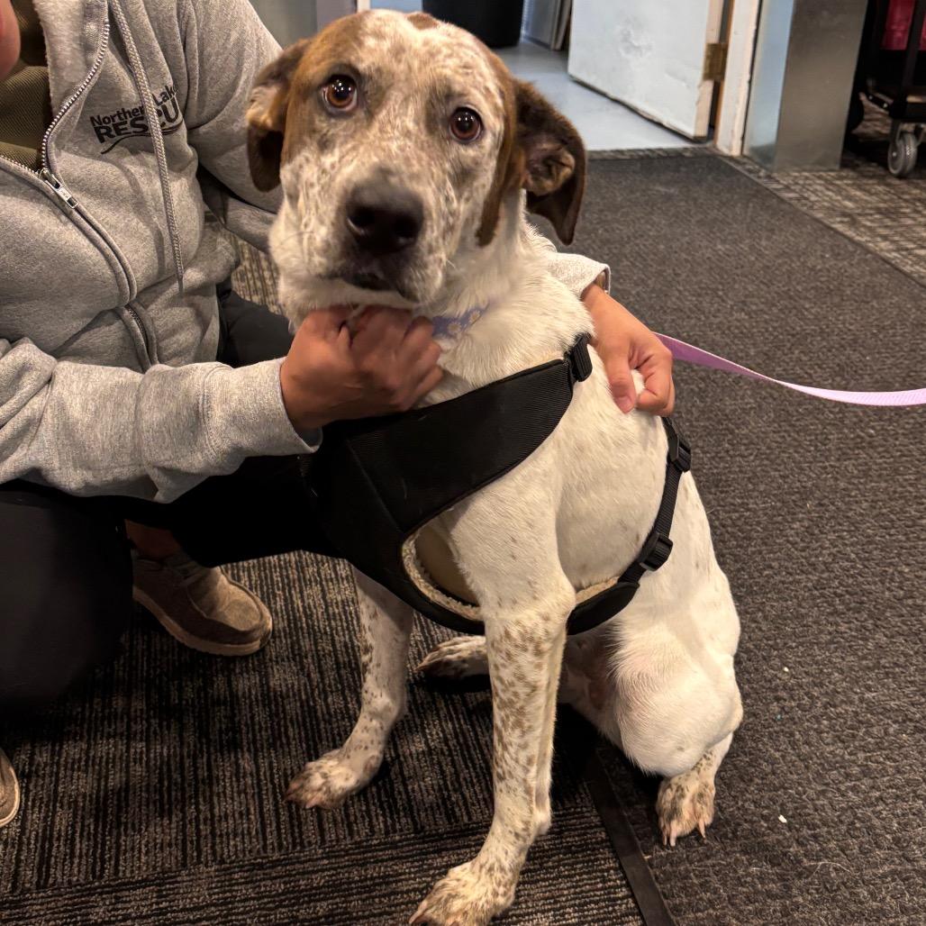 Enlarge Sky, a Adoptable Cattle Dog in Brainerd, MN image 3/6