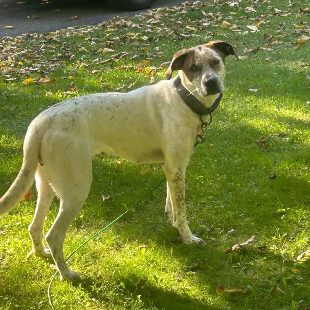 Enlarge Sky, a Adoptable Cattle Dog in Brainerd, MN image 4/6