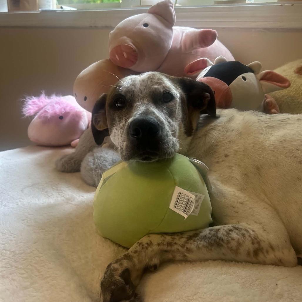 Enlarge Sky, a Adoptable Cattle Dog in Brainerd, MN image 5/6