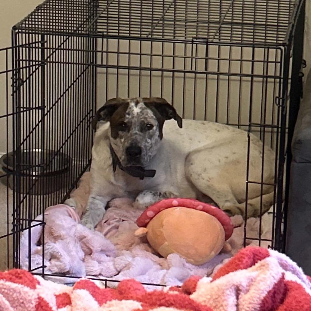 Enlarge Sky, a Adoptable Cattle Dog in Brainerd, MN image 6/6