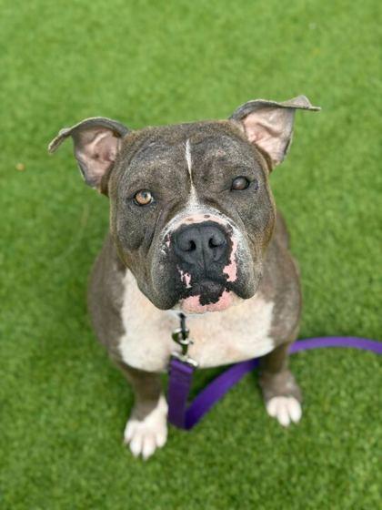 Gracie - 2, Adoptable, Adult Female Mixed Breed & Mixed Breed.