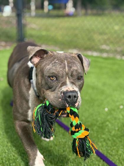 Enlarge Gracie - 2, a Adoptable mixed breed in Daytona Beach, FL image 2/2