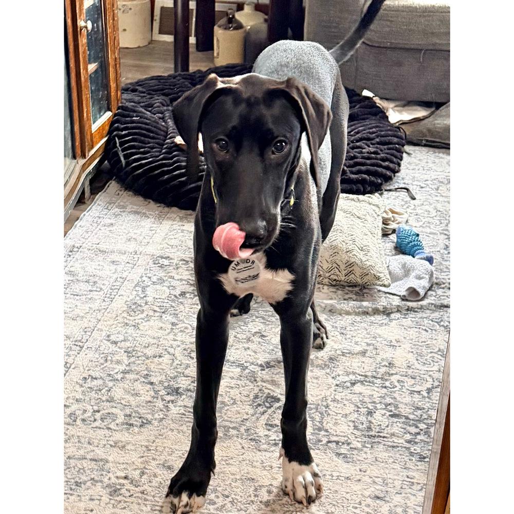 Jesse (26-028), Adoptable, Puppy Male Great Dane & Labrador Retriever.