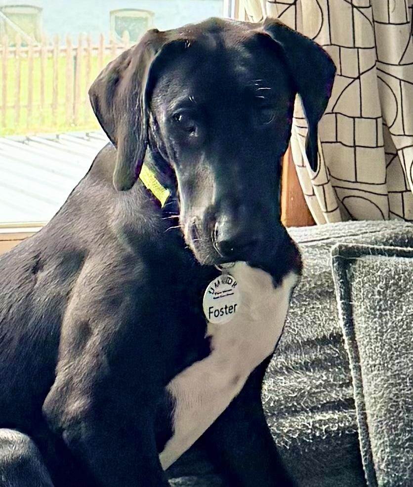 Enlarge Jesse (26-028), a Adoptable mixed breed in Eagan, MN image 3/5