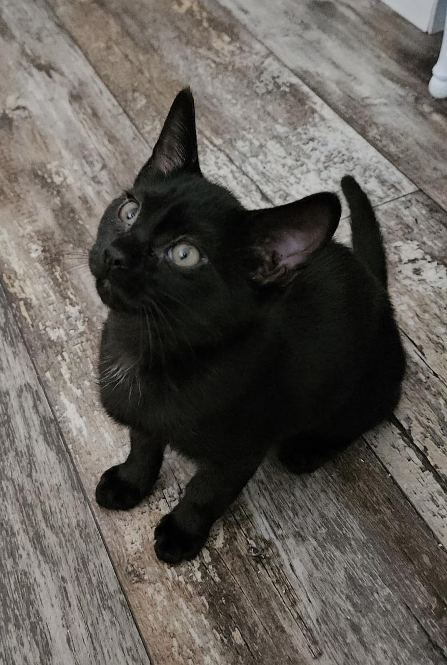 Bobby