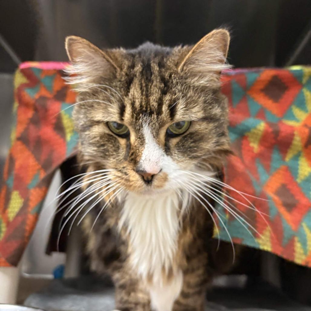 Priscilla, Adoptable, Senior Female Domestic Long Hair.