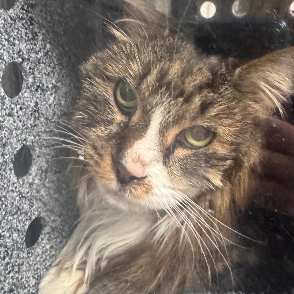 Priscilla, a Adoptable Domestic Long Hair in Greenville, SC image 2/6