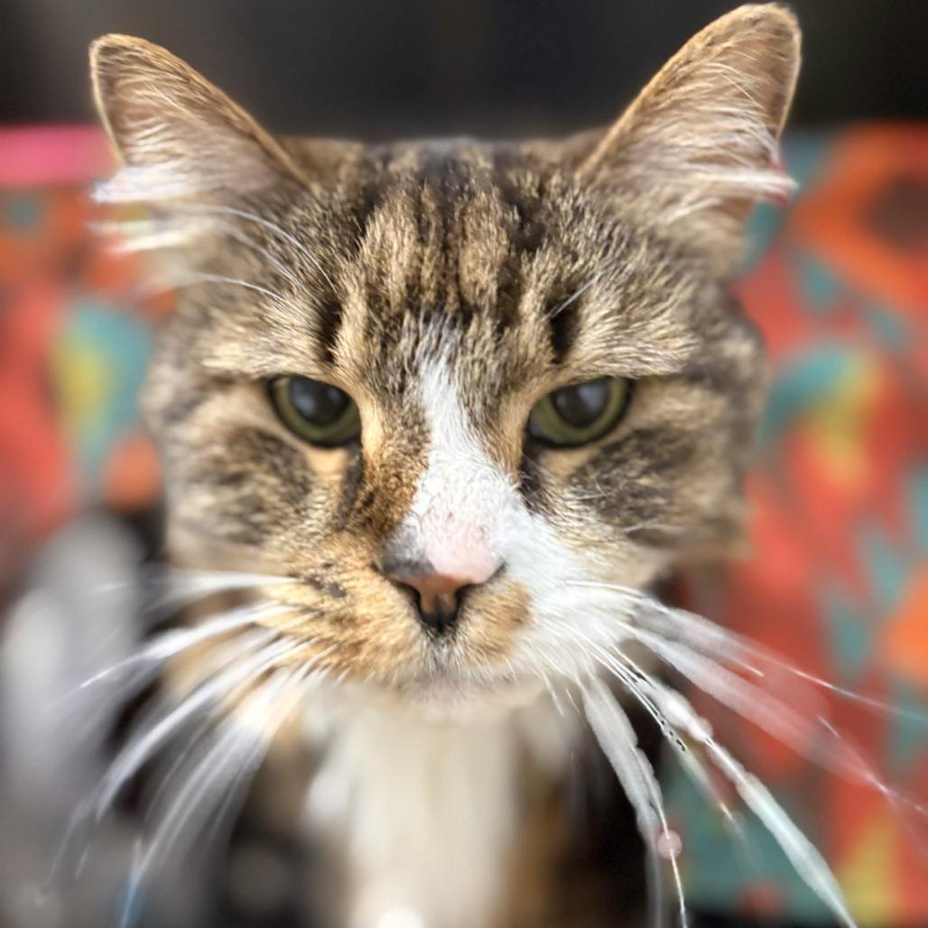 Priscilla, a Adoptable Domestic Long Hair in Greenville, SC image 3/6