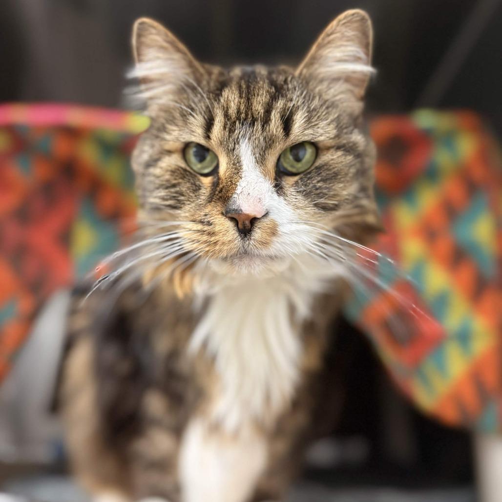 Priscilla, a Adoptable Domestic Long Hair in Greenville, SC image 4/6