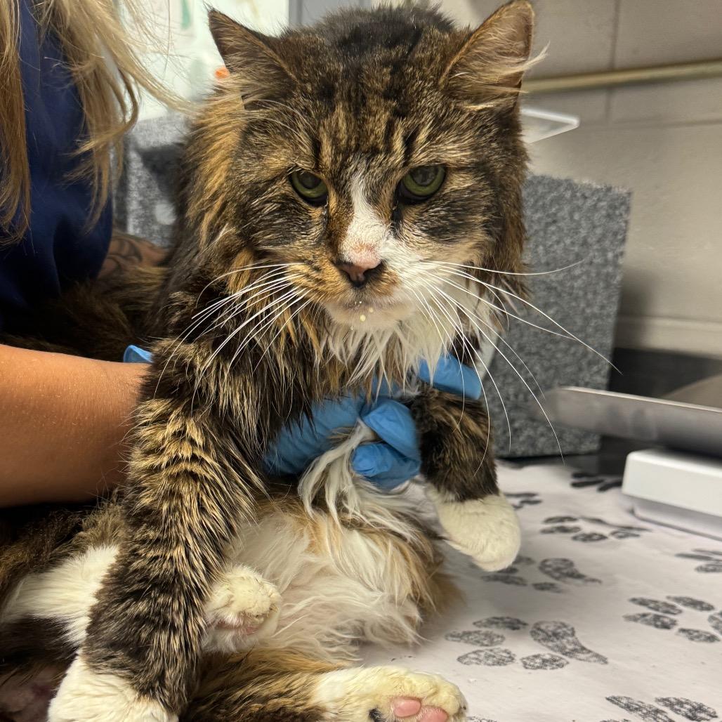 Priscilla, a Adoptable Domestic Long Hair in Greenville, SC image 5/6