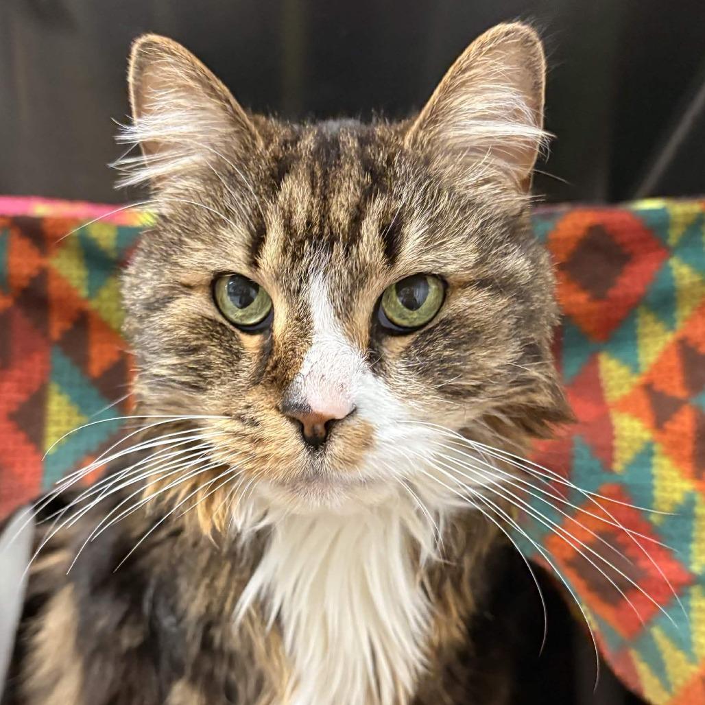 Priscilla, a Adoptable Domestic Long Hair in Greenville, SC image 6/6
