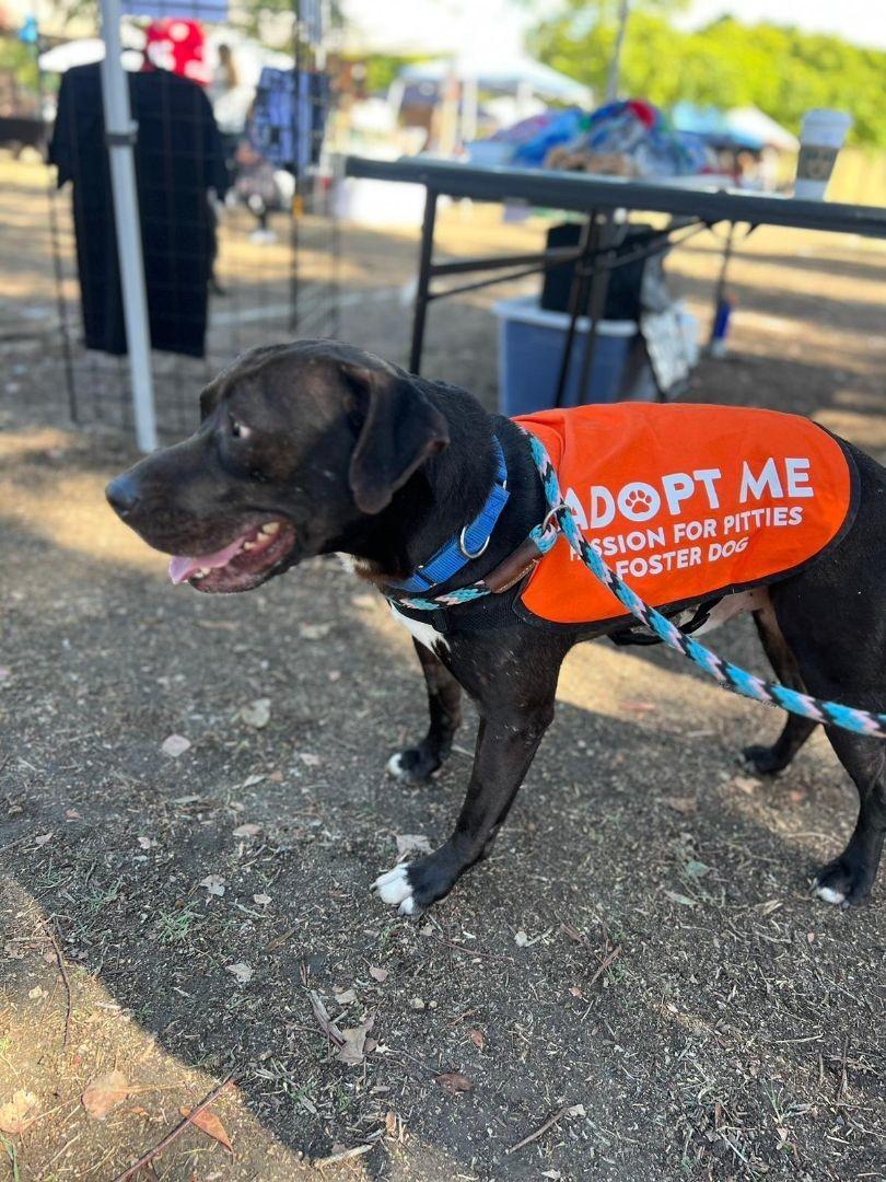 Igor, Adoptable, Young Male Pit Bull Terrier.