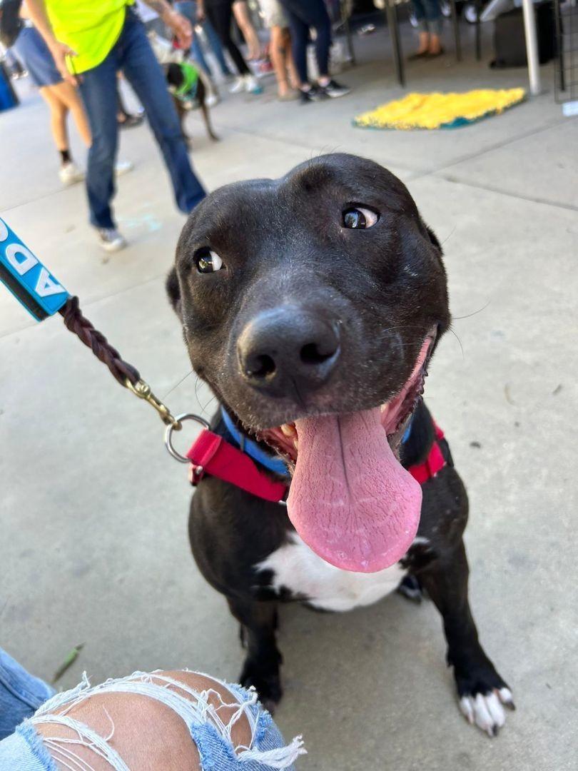 Enlarge Igor, a Adoptable Pit Bull Terrier in San Diego, CA image 3/3