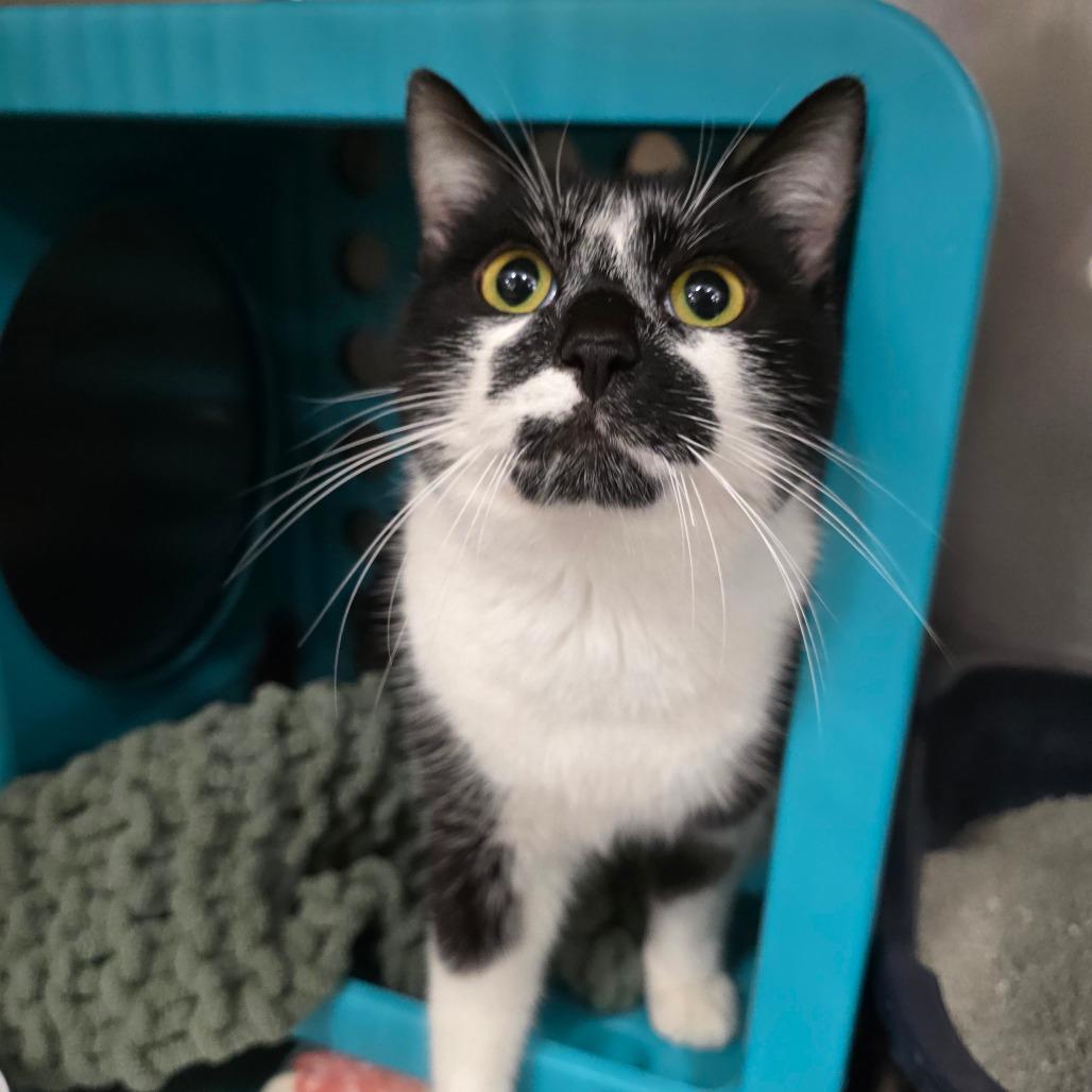 Enlarge Pancham, a Adoptable Domestic Short Hair in Williston, FL image 1/1