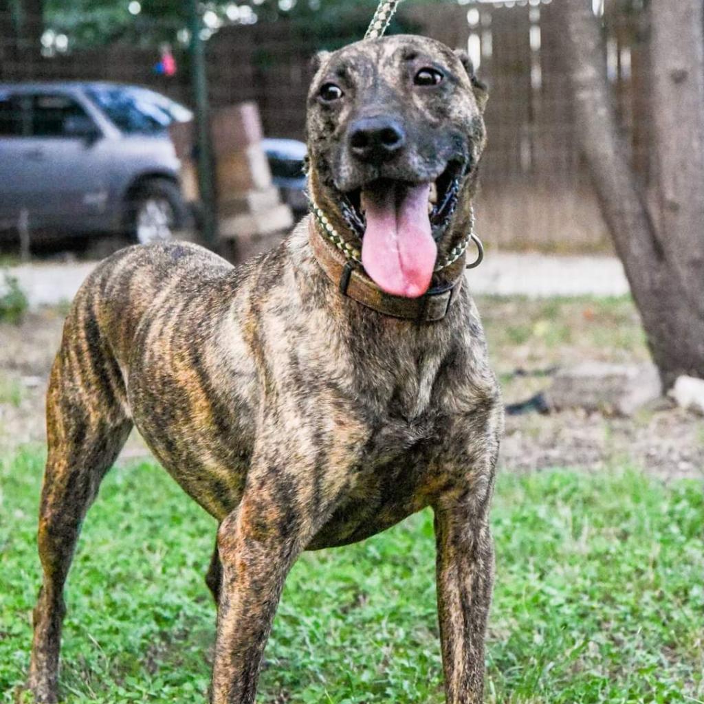 Enlarge Cora, a Adoptable mixed breed in San Antonio, TX image 1/6