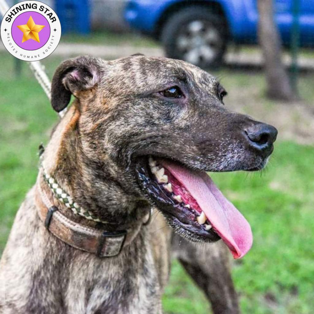 Enlarge Cora, a Adoptable mixed breed in San Antonio, TX image 4/6