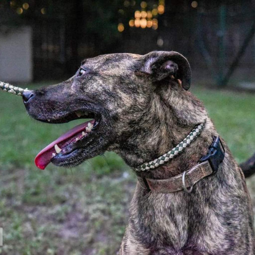 Enlarge Cora, a Adoptable mixed breed in San Antonio, TX image 5/6