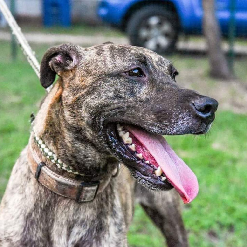 Enlarge Cora, a Adoptable mixed breed in San Antonio, TX image 6/6