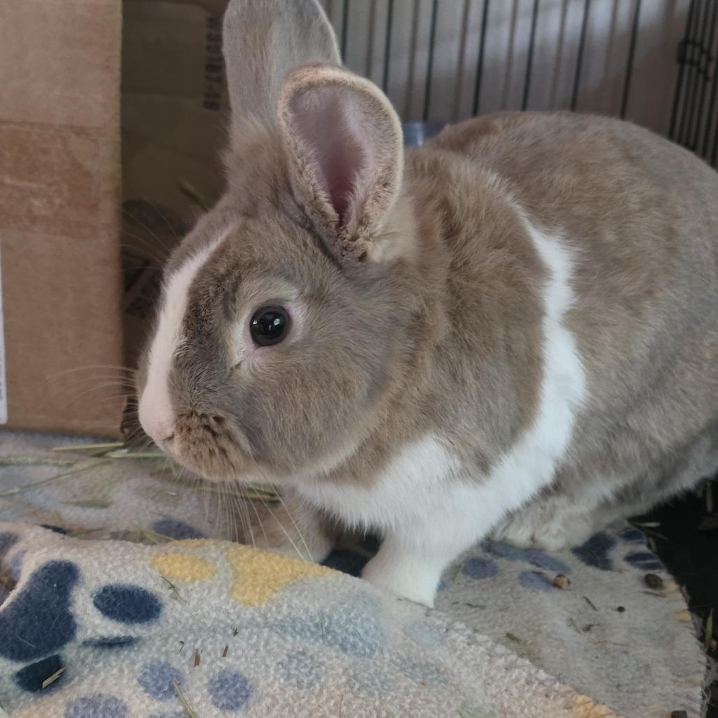Emerson, Adoptable, Young Male Bunny Rabbit.