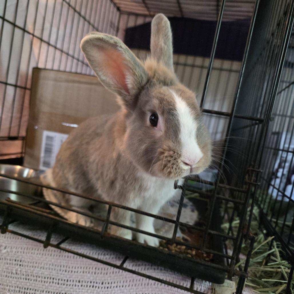 Enlarge Emerson, a Adoptable Bunny Rabbit in Glenfield, NY image 2/3