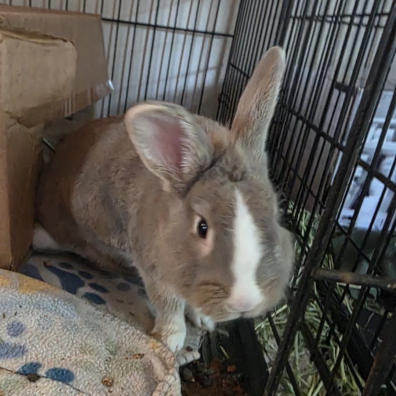 Enlarge Emerson, a Adoptable Bunny Rabbit in Glenfield, NY image 3/3
