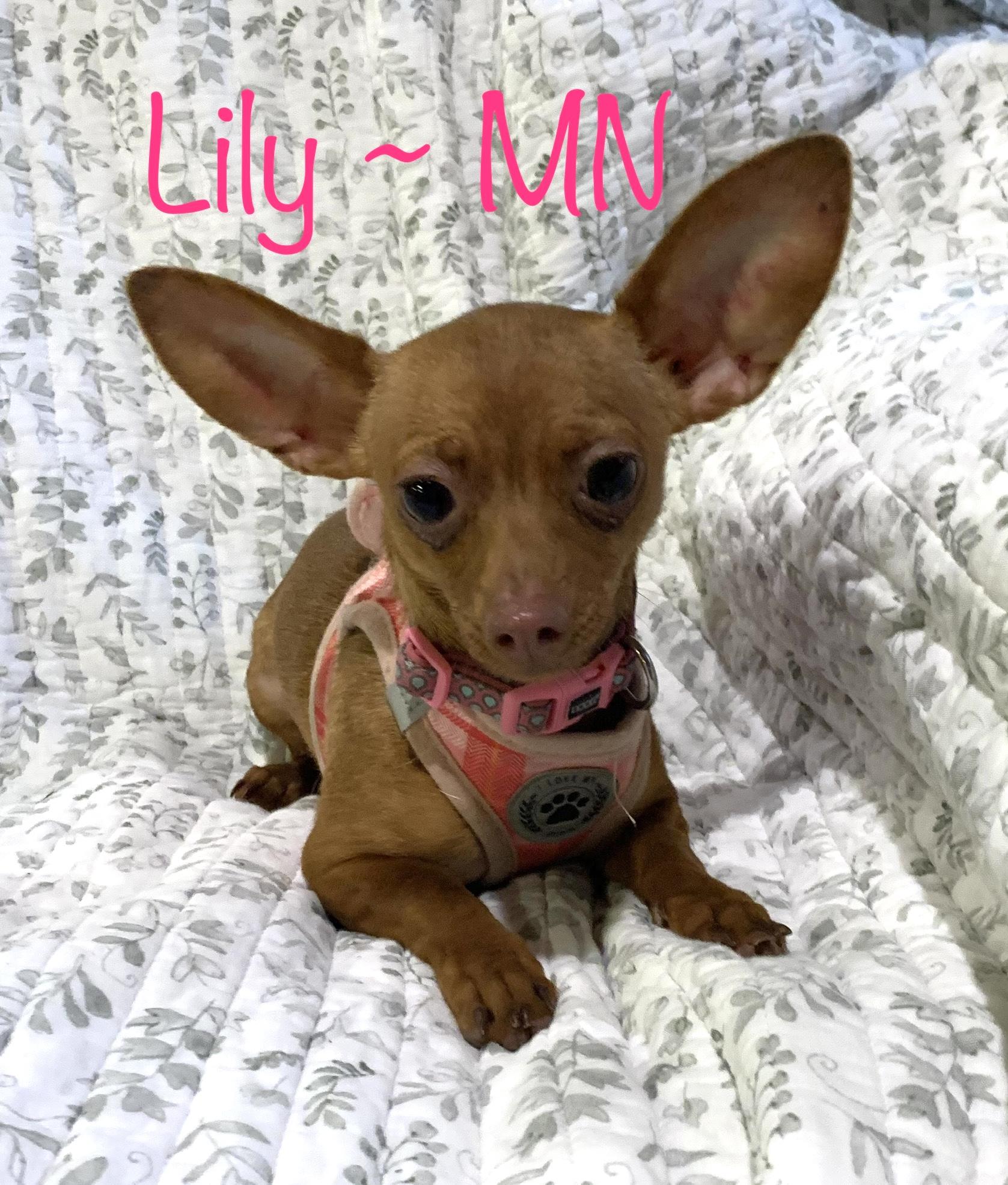 Lilly Mn photo 1