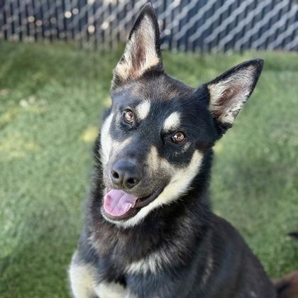 Denali, ADOPTABLE, Young Male Shepherd & Siberian Husky.
