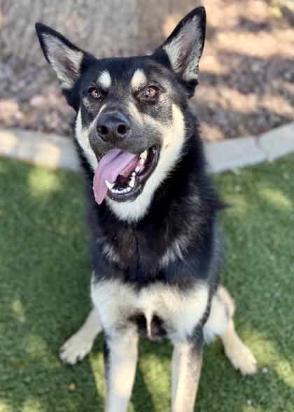 Denali, a ADOPTABLE mixed breed in Red Bluff, CA image 3/3