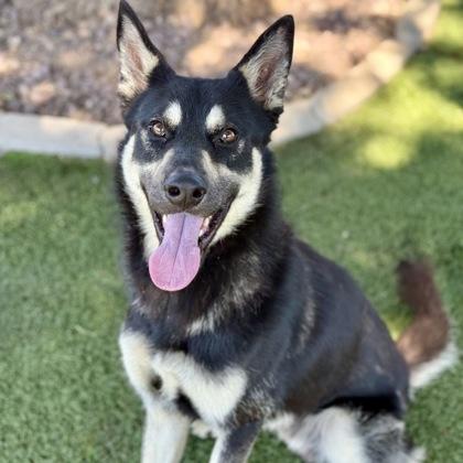 Denali, a ADOPTABLE mixed breed in Red Bluff, CA image 2/3