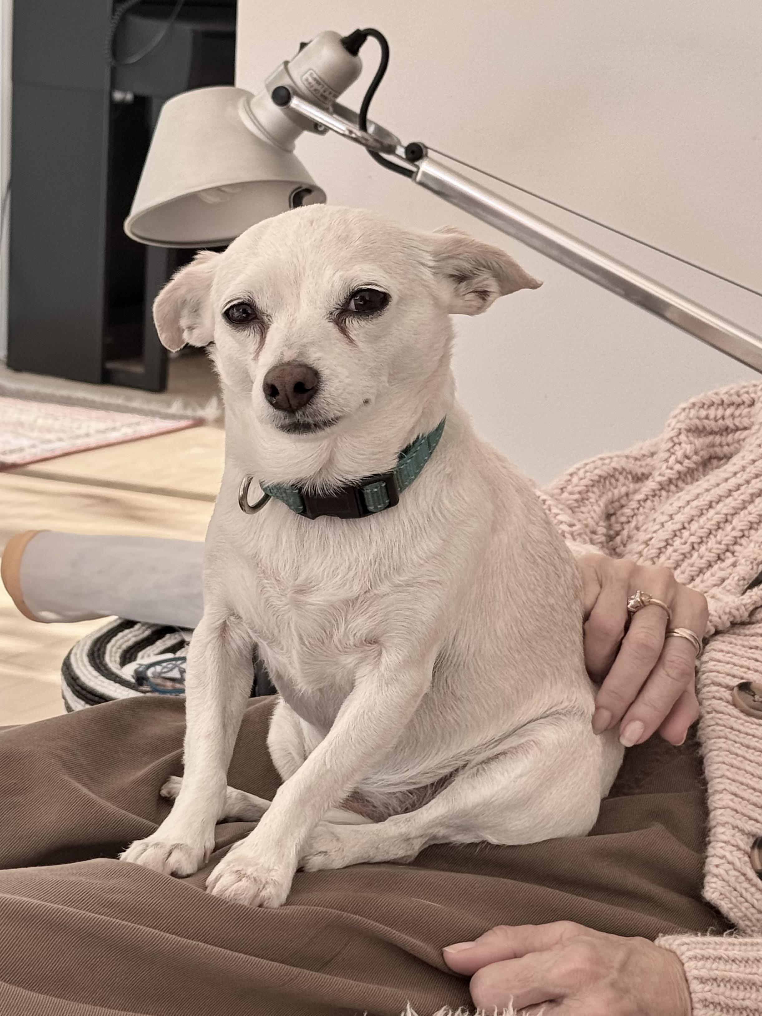 Rory, Adopted, Adult Female Chihuahua.