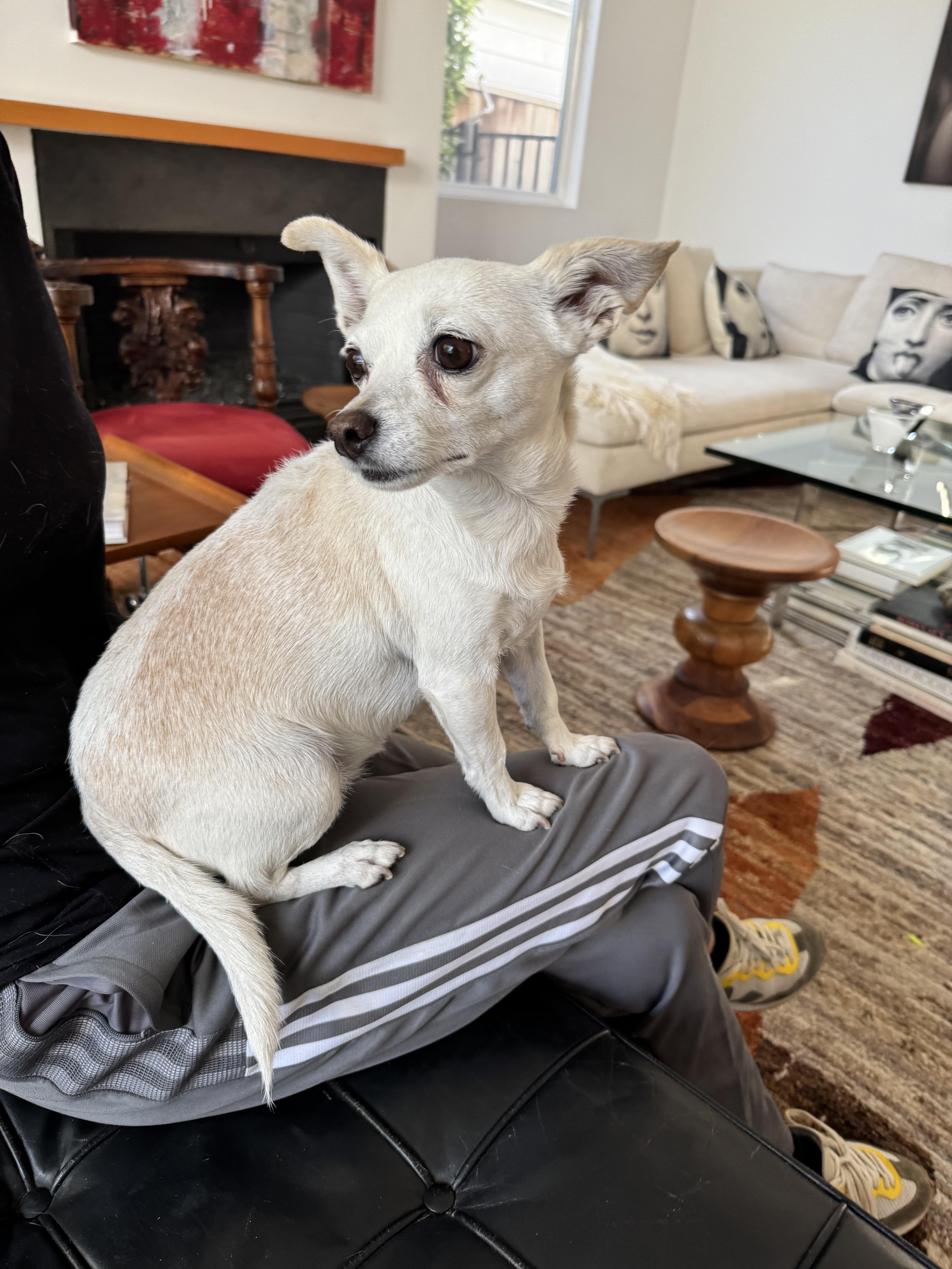 Enlarge Rory, a Adopted mixed breed in West Hollywood, CA image 2/4