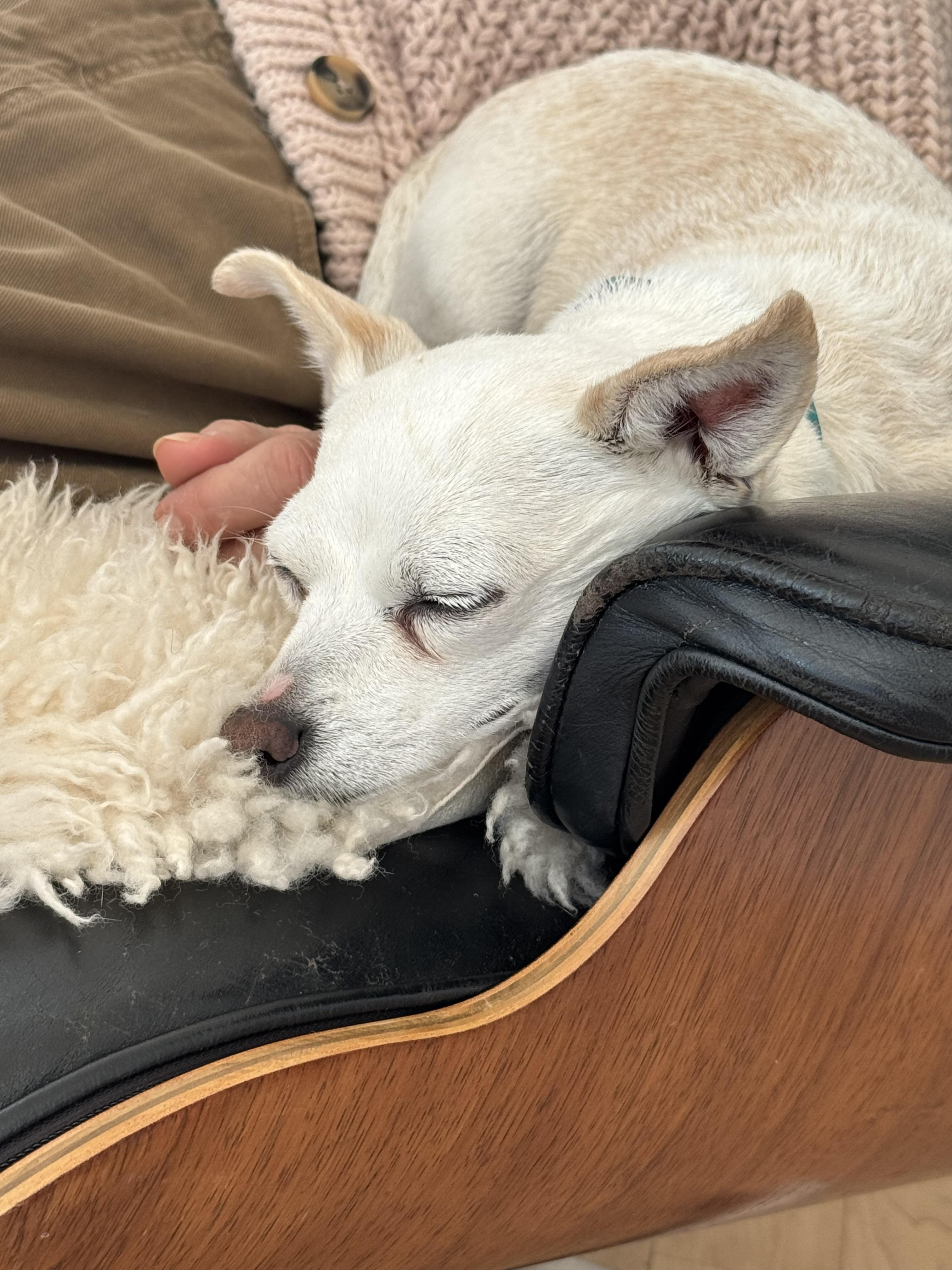 Enlarge Rory, a Adopted mixed breed in West Hollywood, CA image 3/4
