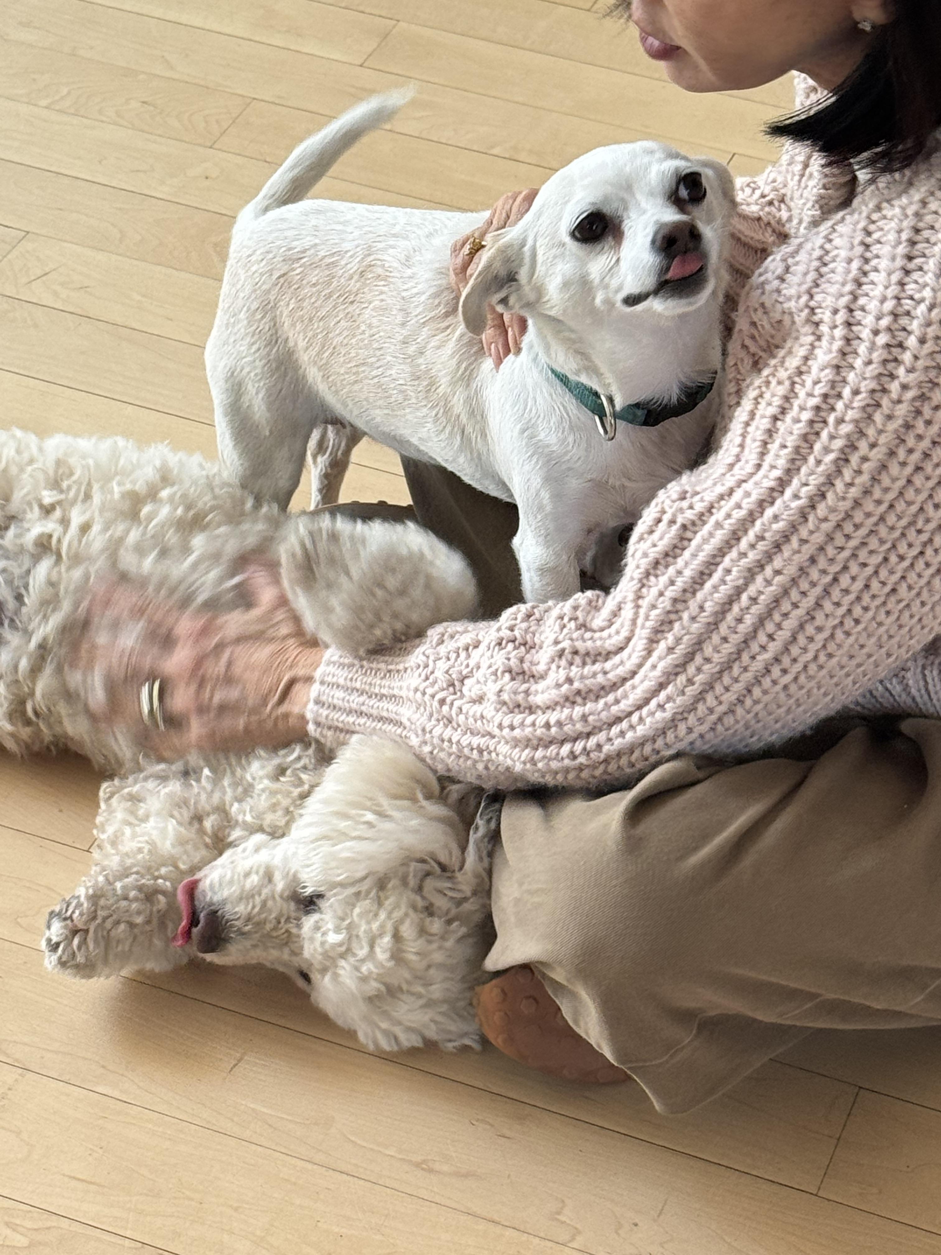 Enlarge Rory, a Adopted mixed breed in West Hollywood, CA image 4/4