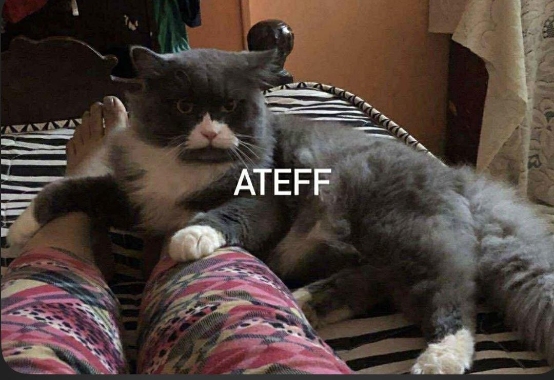 Ateff, Adoptable, Young Male British Shorthair.