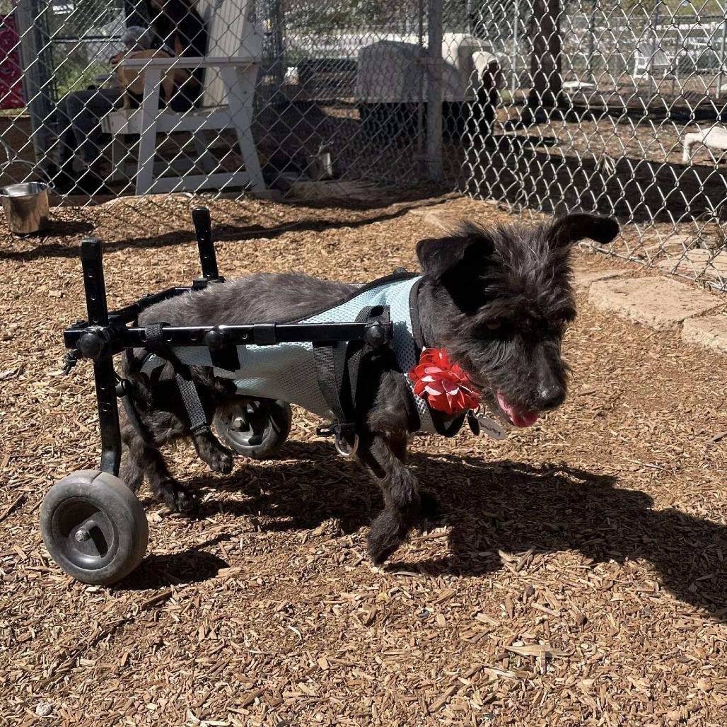 Daisy — thumbnail 2