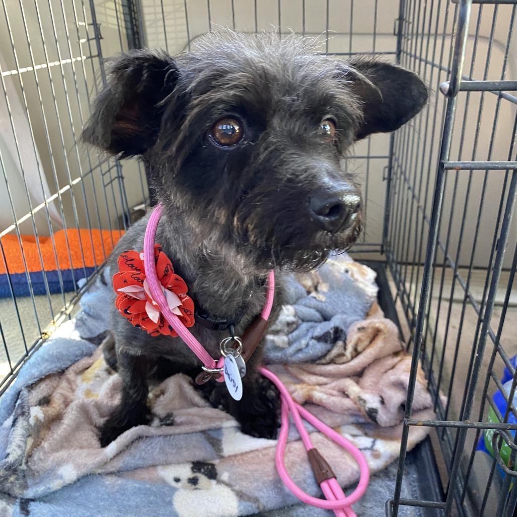 Daisy — thumbnail 3